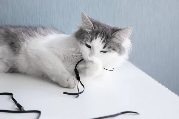 El gato está masticando los auriculares Imágenes De Stock Sin Royalties Gratis