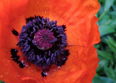 kırmızı gelincik çiçeği arkaplanı