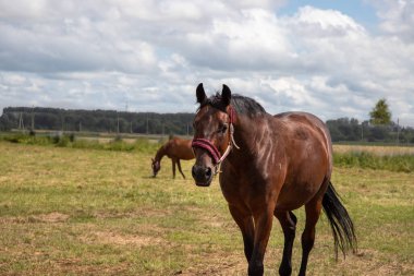 Kahverengi at tarlada yürüyor..