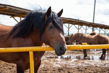 Çiftlikte siyah yeleli kahverengi at