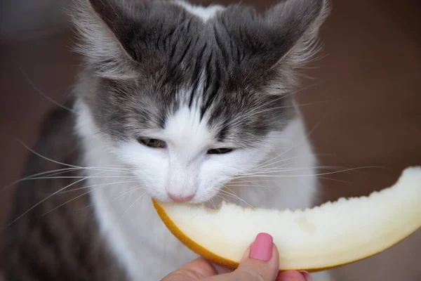 The cat eats a melon with appetite. — Stock Photo, Image