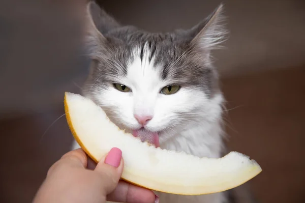 The cat eats a melon with appetite. — Stock Photo, Image