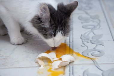 Kedi doğal çiğ yumurta yer..