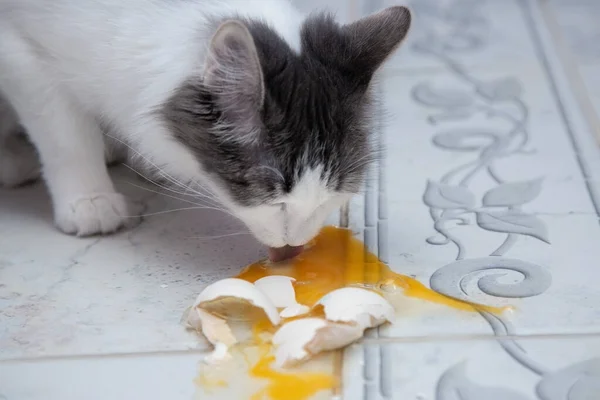 猫は天然の生卵を食べる. — ストック写真