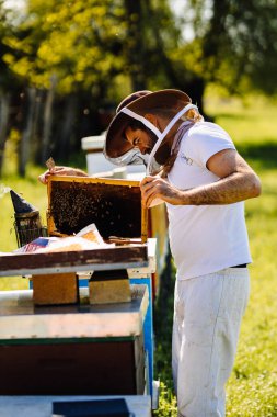 Genç arıcı arı kovanını inceliyor. Güzel yaz ışıklarıyla doğada rahat bir iş..