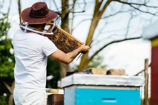 Jungimker Inspizieren Bienenstockrahmen Entspanntes Arbeiten Der Natur Mit Schönem Sommerlicht — Stockfoto