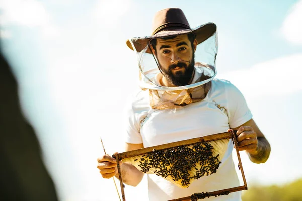 夏の太陽の下で蜂のフレームを保持保護カウボーイハット髭養蜂家の肖像画 フレーム上の若い蜂 — ストック写真