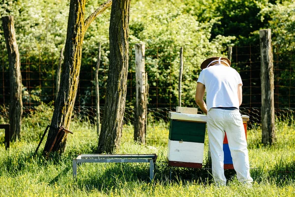 周囲の緑の森でミツバチのコロニーで働く養蜂家を振り返ってみてください 晴れた日の最小限でシンプルな生活 — ストック写真
