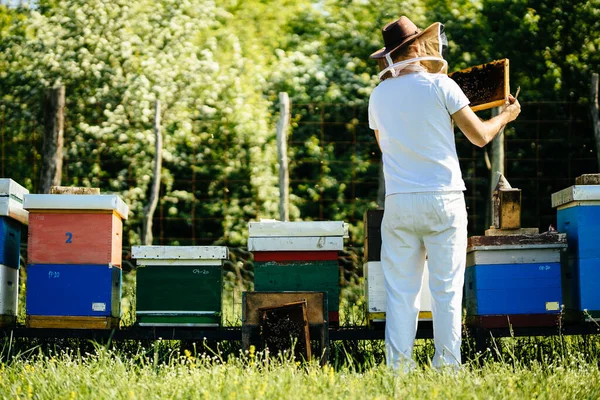 周囲の緑の森でミツバチのコロニーで働く養蜂家の後ろから見てください 晴れた日の最小限でシンプルな生活 — ストック写真