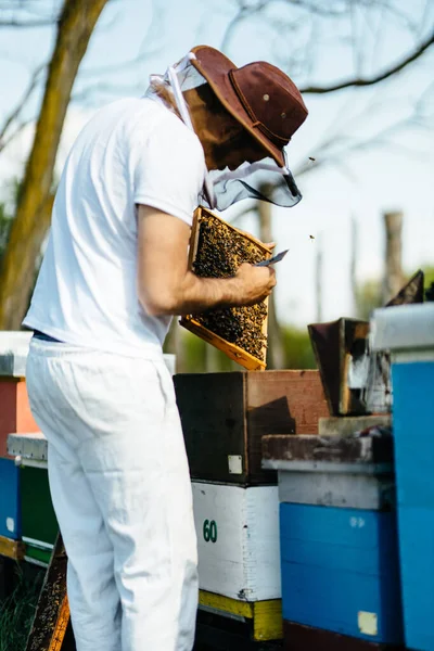 養蜂家は蜂の巣を検査し女王と蜂蜜を探す — ストック写真