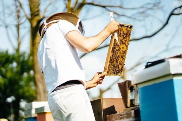 若い養蜂家は蜂の巣フレームを検査する 夏の光と自然の中でリラックスした仕事 — ストック写真