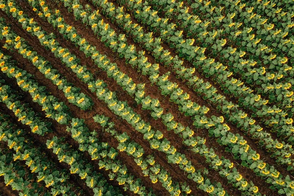 Luftaufnahme Des Sonnenblumenfeldes Kurz Vor Sonnenuntergang Drohnenschüsse Der Landwirtschaft — Stockfoto
