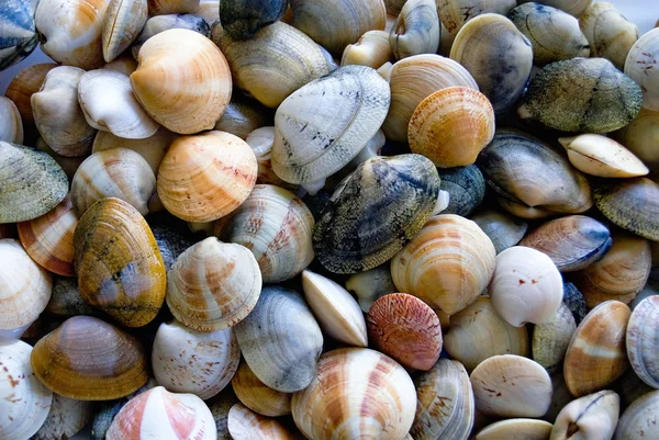 İstiridye deniz kabukları