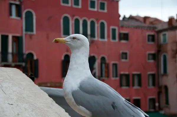 bir martı Venedik