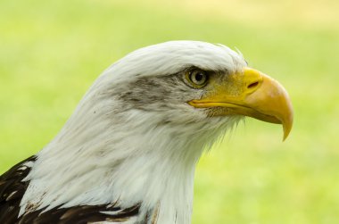 Kel Kartal