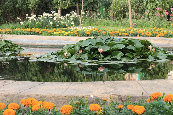 Lodi Gardens, Yeni Delhi, Hindistan 'daki nilüfer havuzunun yanındaki renkli bahar çiçekleri.
