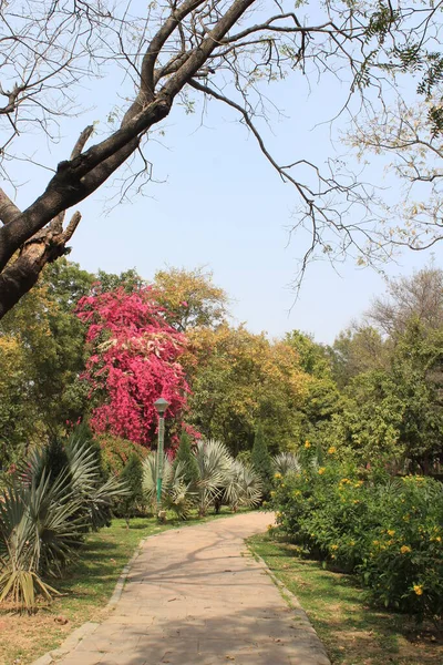 Ścieżka Ogrodowa Bhagwan Mahavir Vanasthali New Delhi Indie — Zdjęcie stockowe