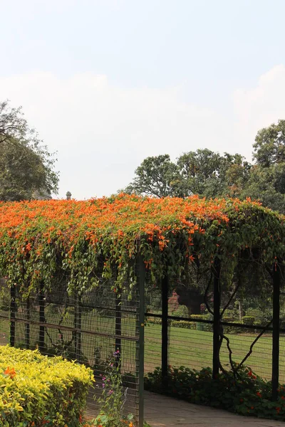 Primer Plano Flores Color Naranja Lodi Gardens Nueva Delhi India —  Fotos de Stock