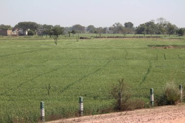 Uttar Pradesh, Hindistan 'da Yamuna çevre yolu yakınlarındaki tarım alanları