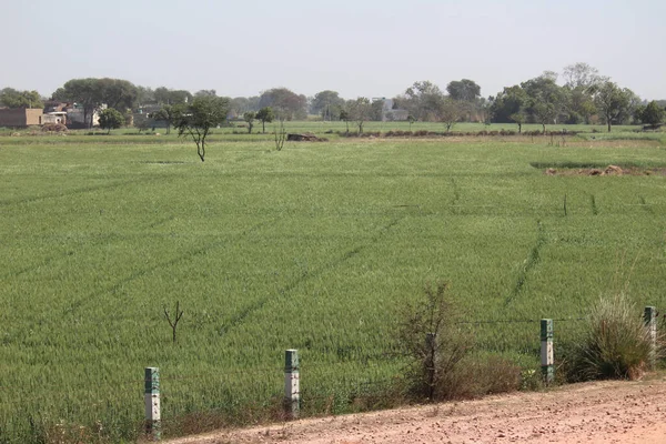 Agriculture Fields Yamuna Expressway Uttar Pradesh India — Stock Photo, Image