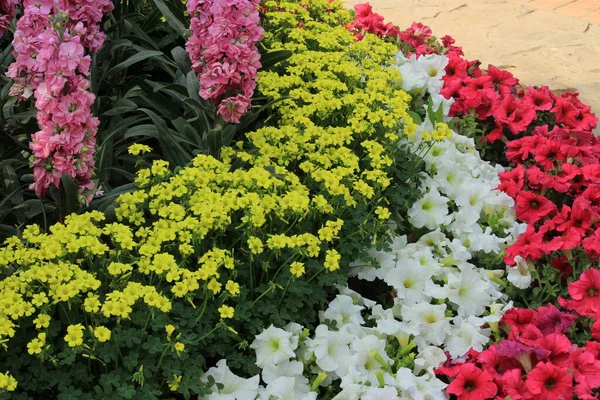 Farbenfrohe Frühlingsblumen Garten Der Fünf Sinne Neu Delhi Indien — Stockfoto