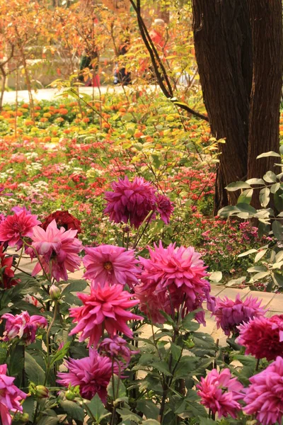 Colorful spring flowers in the Garden of Five Senses, New Delhi, India