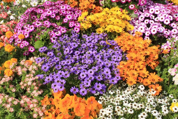Colorful Spring Flowers Garden Five Senses New Delhi India — Stock Photo, Image