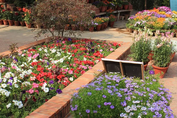 Colorful spring flowers in the Garden of Five Senses, New Delhi, India
