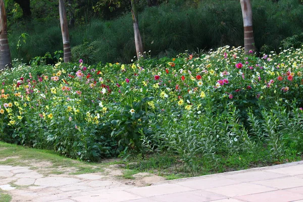 Colorful Spring Flowers Lodi Gardens New Delhi India — Stock Photo, Image