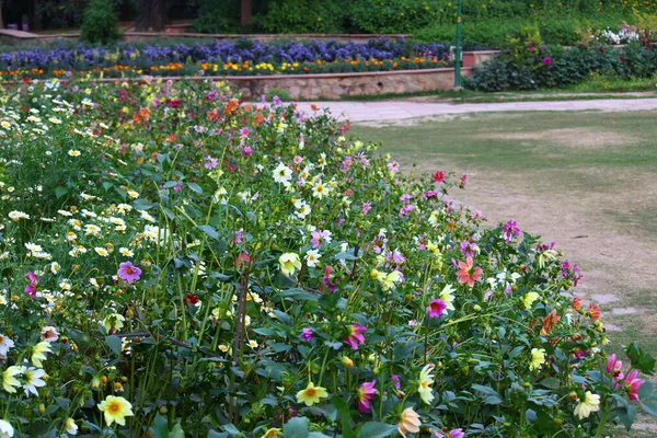Colorful Spring Flowers Lodi Gardens New Delhi India — Stock Photo, Image