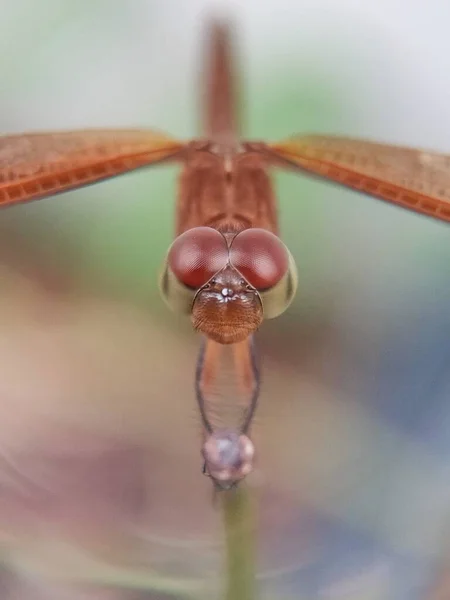 Olhos Libélula Desfocados São Vistos Perto Apto Para Fundo Animal — Fotografia de Stock