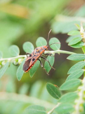 Rhopalidae - Corizus Hyoscyami Nigridorsum, Çiçek Başlı Böcek Yakından Görüldü.