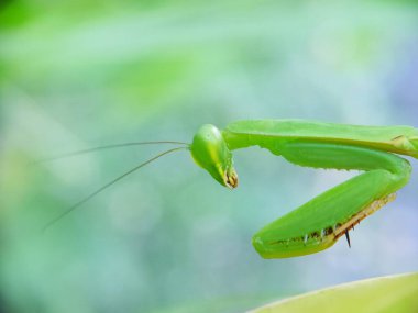 Yakından görülen peygamberdevesinin bulanık gözleri, Bulanık Arkaplan