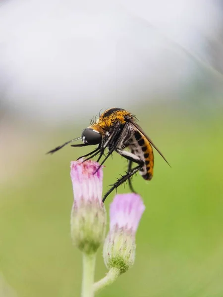 Toxophora Albicolor Een Vlieg Uit Familie Bombyliidae Insect Bloemenhoofden Van — Stockfoto