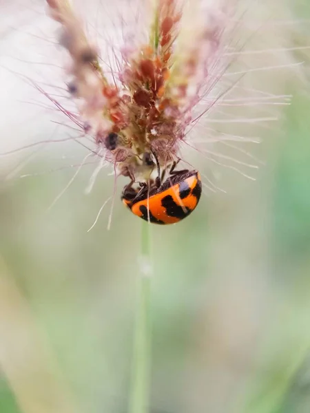 Kreuzmarienkäfer Familie Der Coccinella Transversalis Kleine Käfer Auf Dem Gras — Stockfoto