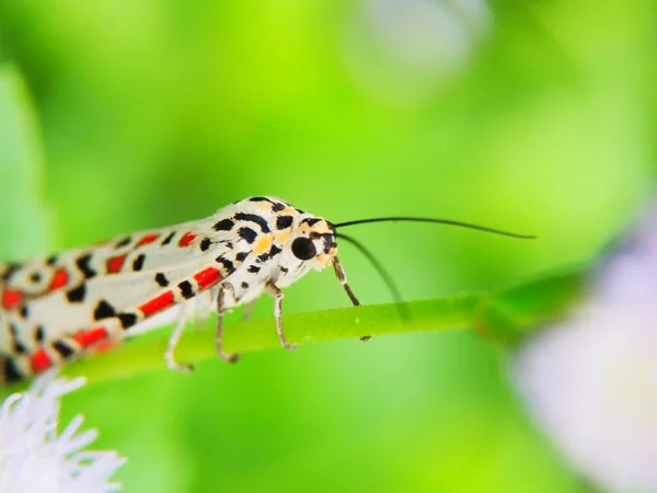 Schöner Kleiner Schmetterling Auf Dem Gras Aus Der Nähe Gesehen — Stockfoto