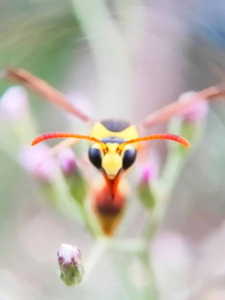 Gelbe Wespe Auf Blütenkopf Aus Der Nähe Gesehen Fit Für — Stockfoto