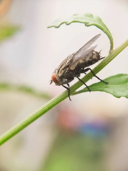 Små Flugor Bladet Sett Nära Håll Suddig Bakgrund — Stockfoto