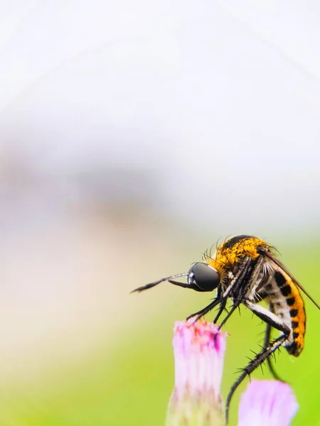 Toxophora Albicolor Een Vlieg Uit Familie Bombyliidae Insect Bloemenhoofden Van — Stockfoto