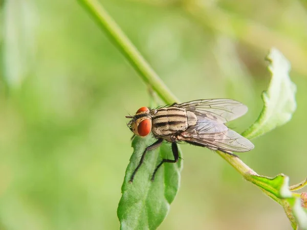 Kleine Vliegen Het Blad Van Dichtbij Gezien Wazige Achtergrond — Stockfoto