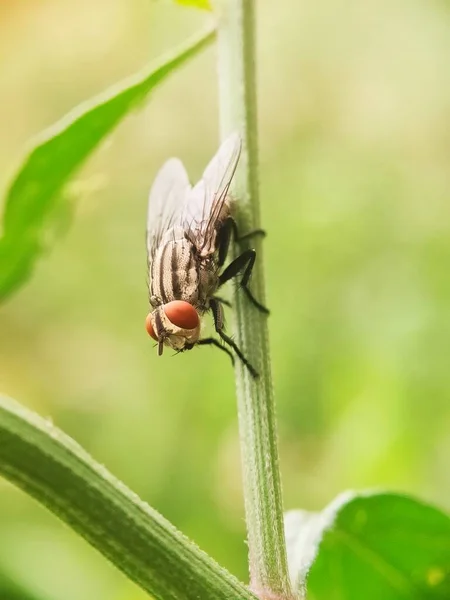 Groene Vliegen Het Blad Van Dichtbij Gezien Wazige Achtergrond — Stockfoto