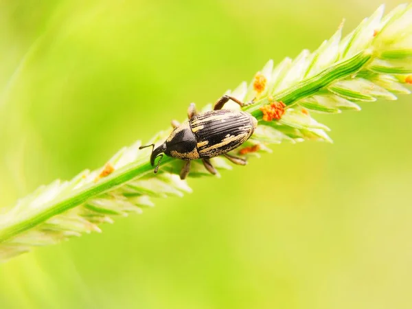 Kleiner Käfer Auf Dem Blatt Aus Der Nähe Gesehen Verschwommener — Stockfoto
