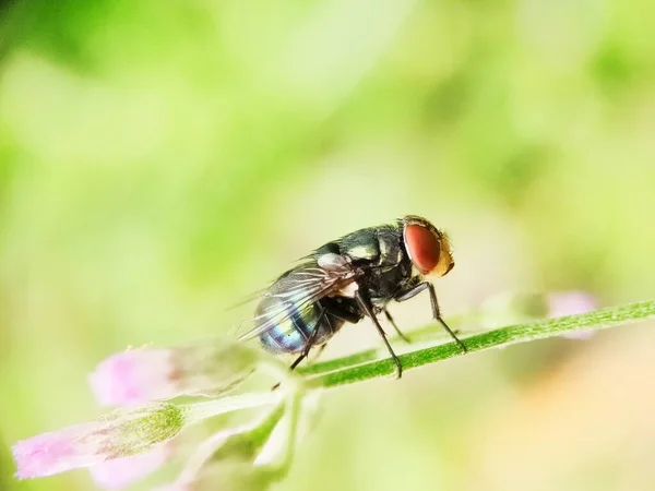 Groene Vliegen Het Blad Van Dichtbij Gezien Wazige Achtergrond — Stockfoto