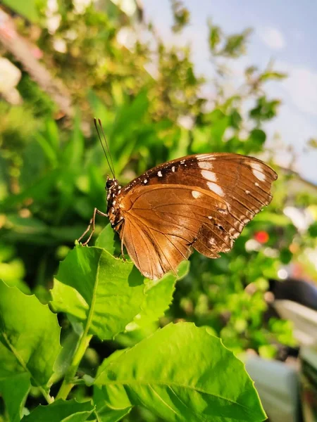 Schöner Schmetterling Auf Dem Blatt Passend Für Tierischen Hintergrund Verschwommener — Stockfoto