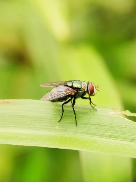 Groene Vliegen Het Blad Van Dichtbij Gezien Wazige Achtergrond — Stockfoto