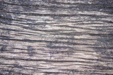 Eski ağaç kabuğu dokusu. Doğal ahşap arkaplan veya kesme tahtası.