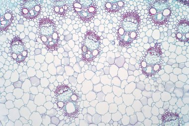 Monocot bitkilerinin sapı bitki damar dokusunu botanik eğitimi için ışık mikroskobu altında gösteriyor.