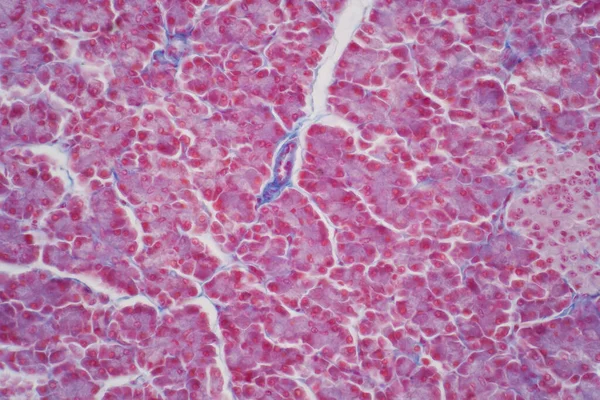 Hepatocyte is cell of the main parenchymal tissue of the liver under the light microscope. Haematoxylin and eosin staining technique for human tissue.