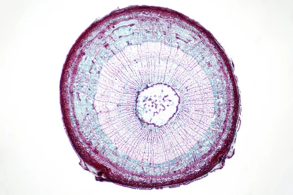 植物学教育用光学显微镜下植物茎截面的研究 — 图库照片