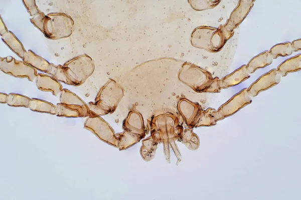 Dust Mite Light Microscope View — Stock Photo, Image